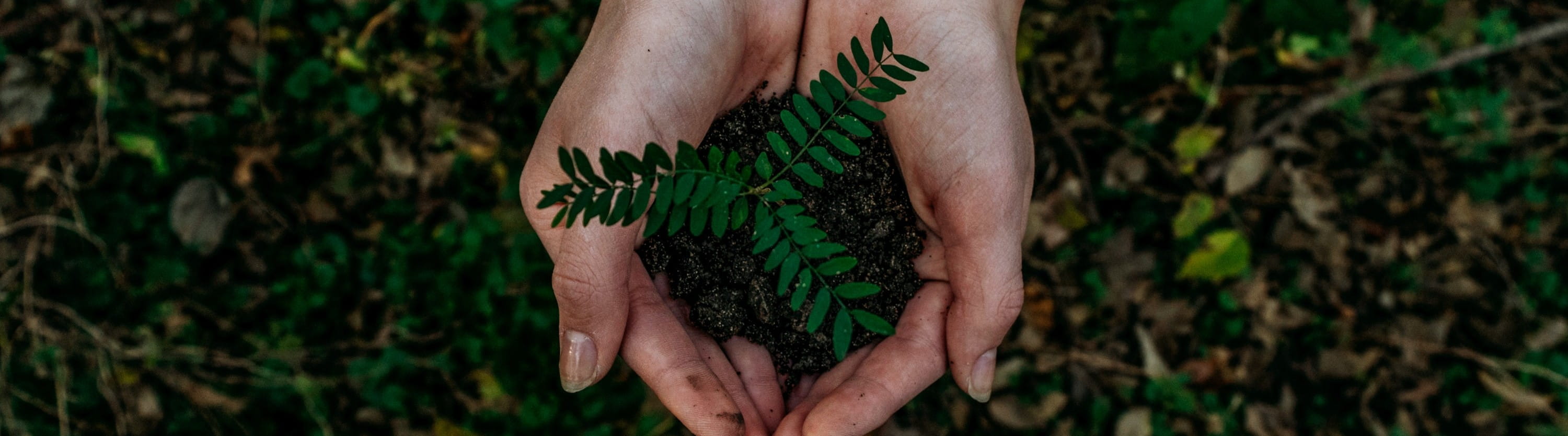 BANNER Image - Earth Day - Noah BUscher