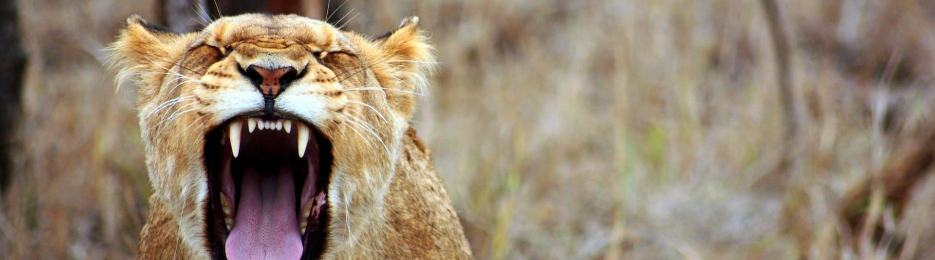 BANNER - TOP 5 Nov 19